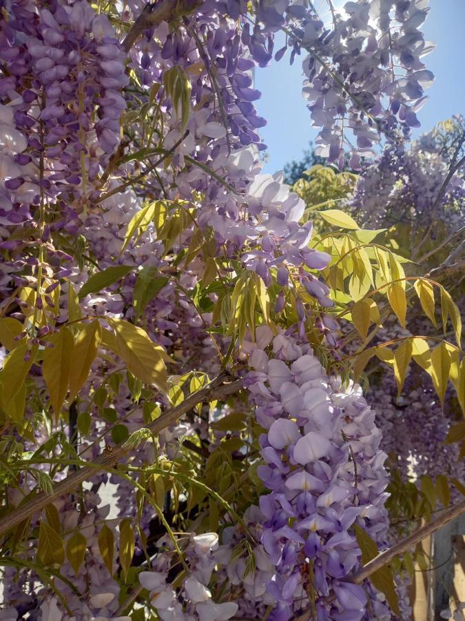 Lilac House Corfu  Eksteriør billede